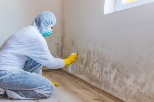 Licensed Basement Mold Remediation service in Goldston, NC - 24 Hour Mold Removal