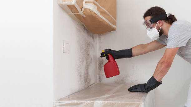 Professional Basement Mold Remediation technician working in Goldston, NC