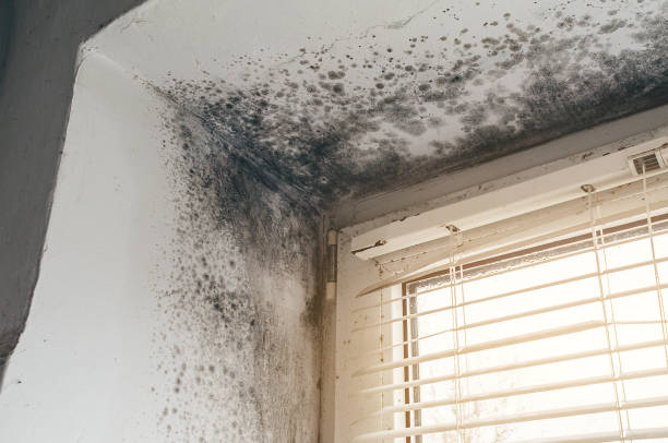 Affordable Basement Mold Remediation solutions in Goldston, NC
